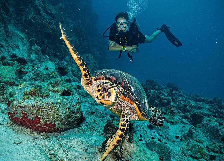 Die Schildkröten zahlen zwar keine Steuern, aber sie locken viele Touristen an, die ordentlich Umsatzsteuer in die Staatskasse spülen.