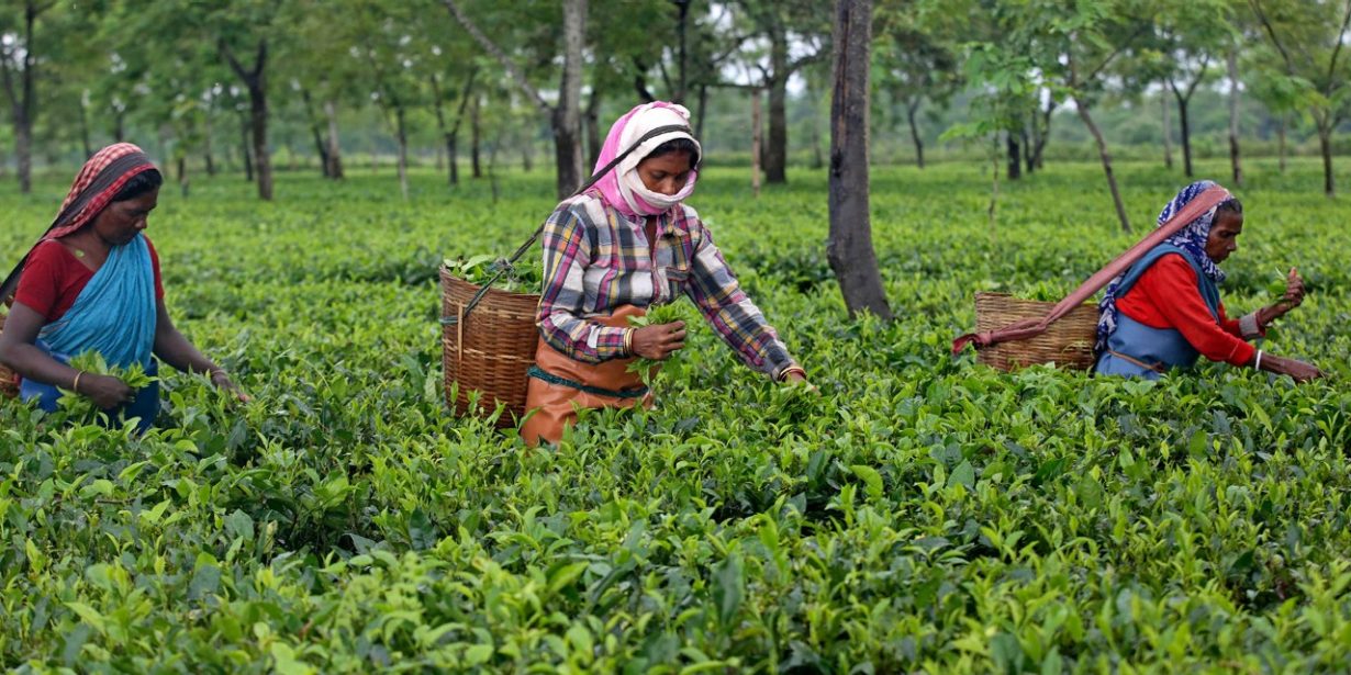 Soziale Nachhaltigkeitsaspekte gewinnen auch darum an Bedeutung. So soll das EU-Lieferkettengesetz dafür sorgen, dass der Tee, den wir hierzulande trinken, auch in Assam/Indien unter menschenwürdigen und sicheren Arbeitsbedingungen gepflückt und verarbeitet wurde. 
