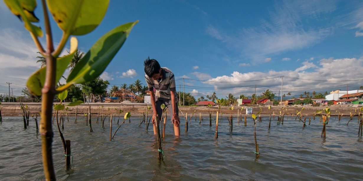Mangrovenanpflanzung in Indonesien – die Pflanzen schützen nicht nur gegen Tsunamis, sondern binden auch CO2.