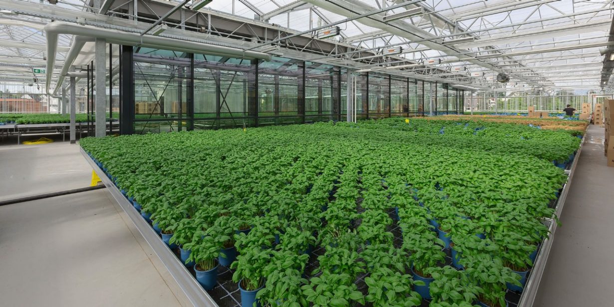 Ein nachhaltiger Bau von REWE in dem Basilikum angepflanzt wird.