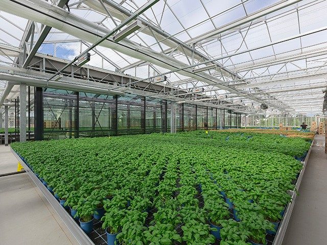 Ein nachhaltiger Bau von REWE in dem Basilikum angepflanzt wird.