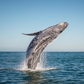 Wal springt im Meer