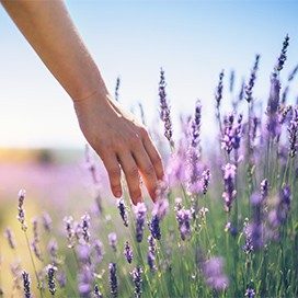 Hand streift durch Lavendel