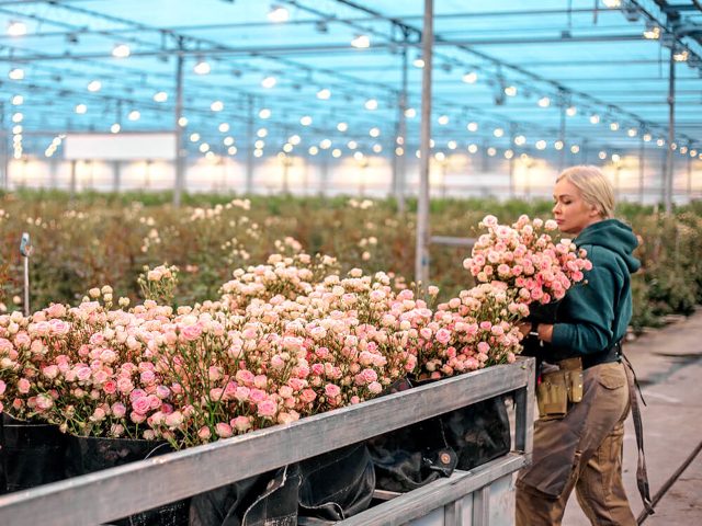 Energieeffizienz aus der Natur